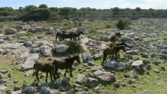 Koně z náhorní planiny Giara, Sardínie