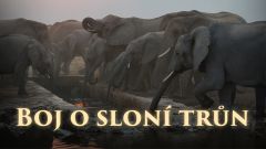 Boj o sloní trůn