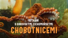 Setkání s obrovskými tichomořskými chobotnicemi