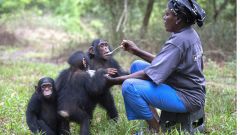 Útulek pro záchranu šimpanzů Jane Goodallové