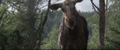 AMOOSED: losí odysea