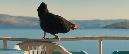 Migrace očima slepice?