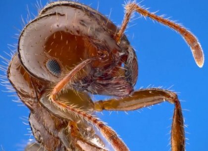 Sicílie bojuje proti ohnivým mravencům