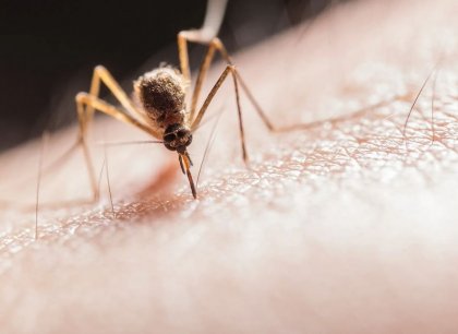 V Česku přibývá případů horečky dengue