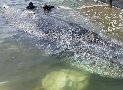 Člun s keporkakem Timmym se vydal do Severního moře