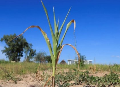 Změny klimatu a extrémní počasí zdražují potraviny