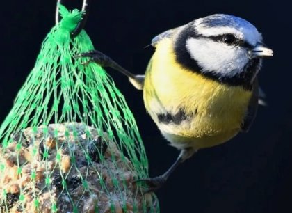 Pozorování ptáků může zpomalovat stárnutí mozku